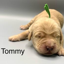 Tommy - Golden male Golden Retriever puppy in New Ringgold, Pennsylvania from Hawk Mountain Doodles