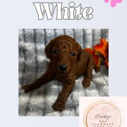 White - Red  female Poodle puppy in Lima, Ohio from Buckeye Red Standard Poodles