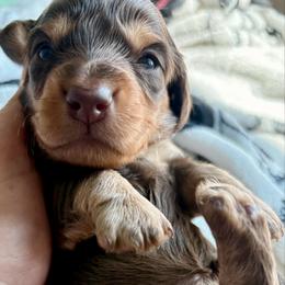 Purple Girl - Chocolate and cream female Dachshund puppy in Massies Mill, Virginia from Pigeon Hill Dachshunds