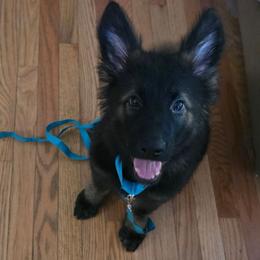 Turquoise( moose) - Sable male German Shepherd puppy in Oscoda, Michigan from Sstar