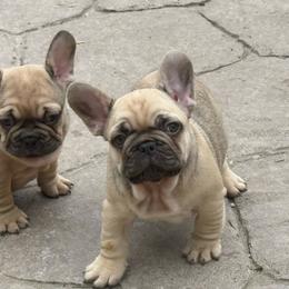 Bruce from OFA'd Parents - Fawn male French Bulldog puppy in Billings, Montana from Yellowstone Frenchies
