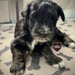5 Dani-Rae - Black and white female Schnoodle puppy in Saint Augustine, Florida from Gunnie Luv, LLC