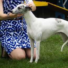 Saluki and Whippet All Grown Up from Aeolus Salukis & Whippets