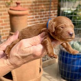 Zack- blue collar boy - Red  male Goldendoodle puppy in Midlothian, Texas from Gray Doodles