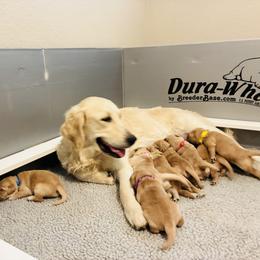 Miss Light Pink - Golden female Golden Retriever puppy in Carmichael, California from Sadie Lane Family Goldens