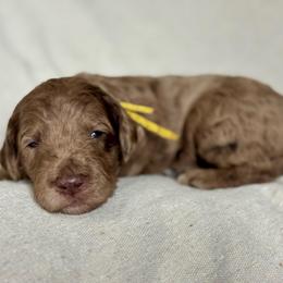 Yellow - Merle female Goldendoodle puppy in Hesperia, Michigan from Red Acres Poodles & Doodles