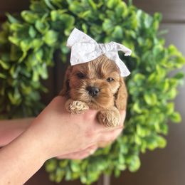 Norma - Red female Cockapoo puppy in Indiana from muddy boots cocker spaniels and cockapoos