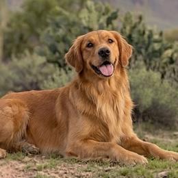 Hunny - Golden Retriever