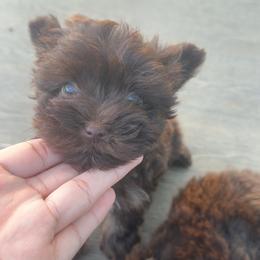 Loki - Chocolate and tan male Yorkshire Terrier puppy in Clarksville, Arkansas from K's Luxurious Yorkies