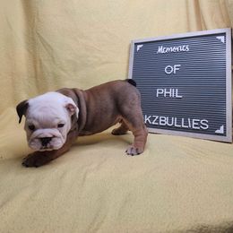 Phil - Red and white male Bulldog puppy in Hillsdale County, Michigan from KZ Bullies LLC