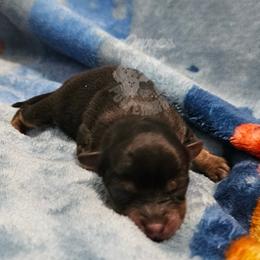 Pepper's Pennyroyal Tea - Royal - Black and tan female Pomeranian puppy in Plant City, Florida from Pepper's Pomeranians