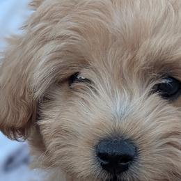 Cavalier King Charles Spaniels, Cavapoos, Companion Crosses, and Pomeranians from MirVit Happy Tails Puppies