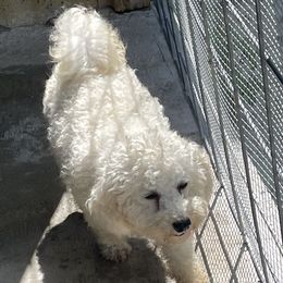 Candy - Bichon Frise