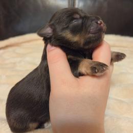 Orion - Liver male Miniature Schnauzer puppy in Graham, Washington from Olivia's Miniature Schnauzer's