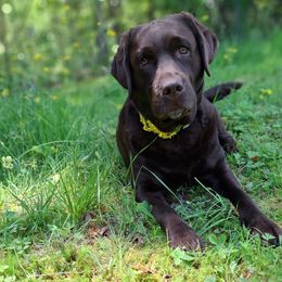 Nala - Labrador Retriever