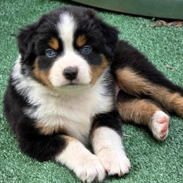 Viper - Black tri male Miniature Australian Shepherd puppy in Spirit Lake, Idaho from Gemstone Ridge Mini Aussies