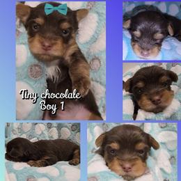 Boy 1 - Chocolate and tan male Yorkshire Terrier puppy in Gatesville, Texas from Schultz Yorkies byGrace