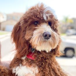 Charlie - Goldendoodle
