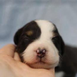 Girl 2 - Black tri-color female Australian Shepherd puppy in Bagley, Iowa from Diamond M Aussies