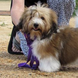 Havanese from Marylee's Havanese