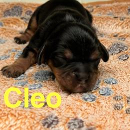 Cleo - Black and tan female Cavalier King Charles Spaniel puppy in Ormond Beach, Florida from Parkside Cavaliers
