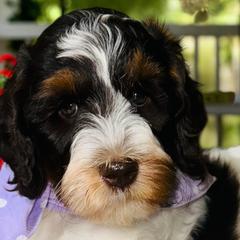 Assorted Doodle Crosses, Australian Labradoodles, Bernedoodles, Goldendoodles, and Labradoodles from Erica’s Doodles