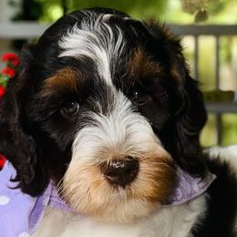 Assorted Doodle Crosses, Australian Labradoodles, Bernedoodles, Goldendoodles, and Labradoodles from Erica’s Doodles