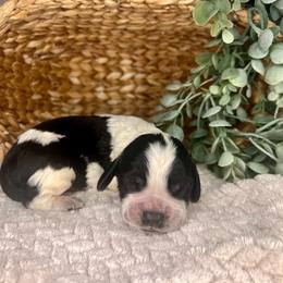 Holy Smokes - Black and white male English Springer Spaniel puppy in Swainsboro, Georgia from Sweet Georgia Springers