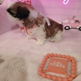 Shih Tzu Puppies from Cindy Hampton