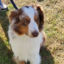 Blitz - Australian Shepherd