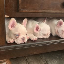 French Bulldog Puppies from De Lux Frenchies