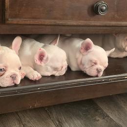 French Bulldog Puppies from De Lux Frenchies