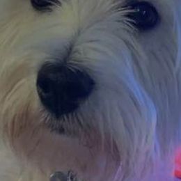 Norfolk Terriers from Ilana's Norfolk Terriers