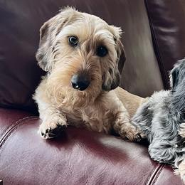 Dachshunds from Hot Diggity Dogs (wirehair doxies)