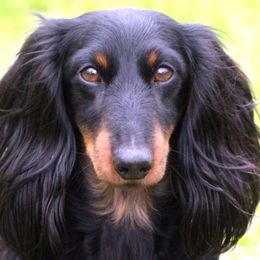 Trek - Dachshund