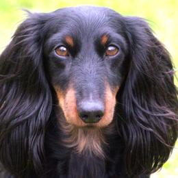Trek - Dachshund