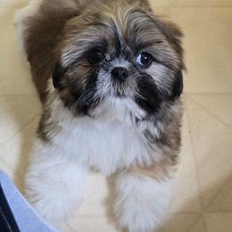 Girl 3 - Tricolor female Shih Tzu puppy in Stroudsburg, Pennsylvania from Puppyville Pa Shih Tzu & frenchies