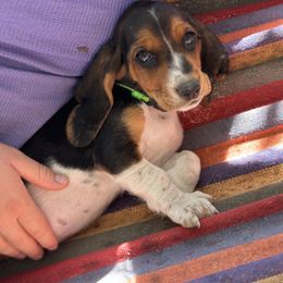 Green collar female - Black brown and white female Basset Hound puppy in Lindley, New York from Hill Top Basset Hounds & Cane Corso