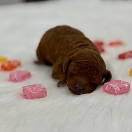Starburst - Red  female Poodle puppy in Salem, Oregon from Lavish Poodles