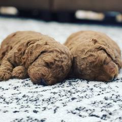 Double Doodles from North Lehi Doodles