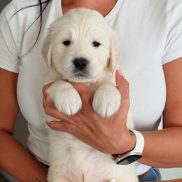 Bo-Peep - Light golden female Golden Retriever puppy in Rancho Cucamonga, California from Robinson Retrievers