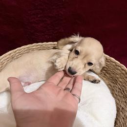 Tito - Cream male Dachshund puppy in Rosanky, Texas from Sandy Creek Miniature Dachshunds