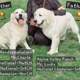 Mr. Charlie - Golden Retriever