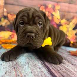 Chinese Shar-Pei and Companion Cross Puppies from Mini Hippo Land