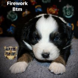 Firework - Black tri-color male Australian Shepherd puppy in El Dorado Springs, Missouri from HP Aussie Kennels