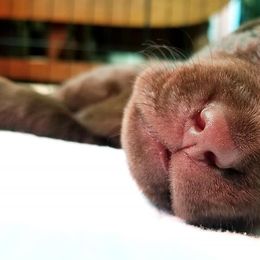 Labrador Retriever Puppies from High Prairie Canines