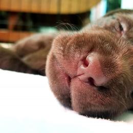 Labrador Retriever Puppies from High Prairie Canines