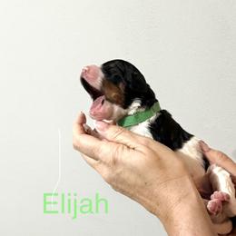 Elijah - Tri-color male Bernedoodle puppy in Temperance, Michigan from Michigans Bernedoodle’s