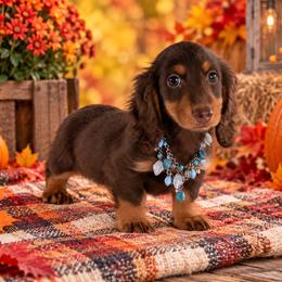 Beckett - Chocolate and tan male Dachshund puppy in Lincoln, Arkansas from Red Dirt Dachshunds