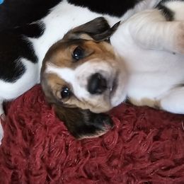 Basset Hound Puppies from Marvel-ous baby basset hounds